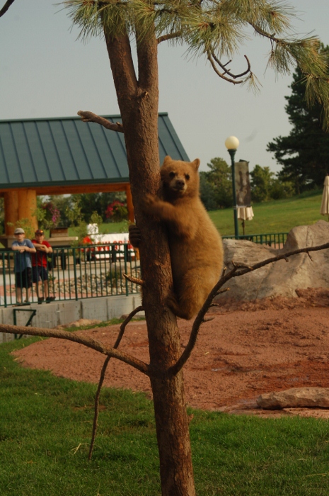 cubs in tree